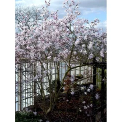 Magnolia 'Leonard Messel' Magnolia X Loebneri 'Leonard Messel' Med Klump,- 150-175 Cm. -Osmome Butik mi2826 magnolia x loebneri leonard messel a21b