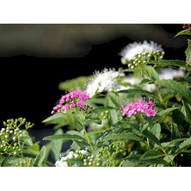 Spiræa 'Shirobana' Spiraea Japonica 'Shirobana' Potte 4,0 Liter,- 30-40 Cm. 4 Spiræa 'Shirobana' Spiraea Japonica 'Shirobana' Potte 4,0 Liter,- 30-40 Cm. - Billede 4