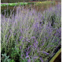 Russisk Salvie Perovskia Atriplicifolia 'Blue Spire' Potte 2 Liter. -Osmome Butik mi2844 perovskia atriplicifolia blue spire 6898 1