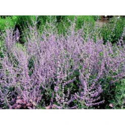 Russisk Salvie Perovskia Atriplicifolia 'Blue Spire' Potte 2 Liter. -Osmome Butik mi2844 perovskia atriplicifolia blue spire 9827 1