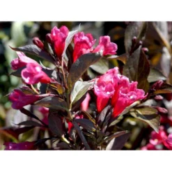 Klokkebusk 'Alexandra' Weigela Florida 'Alexandra' 5 Liter Potte -Osmome Butik mi2847 weigela florida alexandra 6b1b