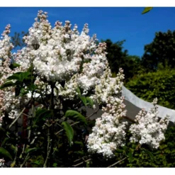 'Beauty Of Moscow' Syringa Vul.'Beauty Of Moscow' (storblomstrende) Med Klump,- 150-175 Cm. -Osmome Butik mi2879 syringa vulgaris beauty of moscow 2eac