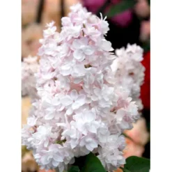 'Beauty Of Moscow' Syringa Vul.'Beauty Of Moscow' (storblomstrende) Med Klump,- 150-175 Cm. -Osmome Butik mi2879 syringa vulgaris beauty of moscow b556