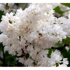 'Beauty Of Moscow' Syringa Vul.'Beauty Of Moscow' (storblomstrende) Med Klump,- 150-175 Cm. -Osmome Butik mi2879 syringa vulgaris beauty of moscow bf1e