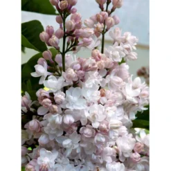 'Beauty Of Moscow' Syringa Vul.'Beauty Of Moscow' (storblomstrende) Med Klump,- 150-175 Cm. -Osmome Butik mi2879 syringa vulgaris beauty of moscow e3be