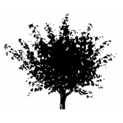 Japansk Ahorn Acer Palmatum Med Klump,- 150-175 Cm. -Osmome Butik mi2892 acer palmatum 2055