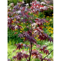 Japansk Ahorn 'Bloodgood' Acer Palmatum 'Bloodgood' Potte 10 Liter,- 60-80 Cm. -Osmome Butik mi3001 acer palmatum bloodgood 047a