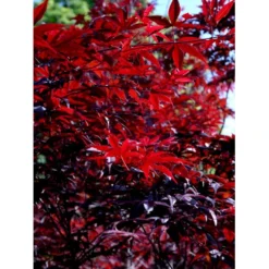 Japansk Ahorn 'Bloodgood' Acer Palmatum 'Bloodgood' Potte 10 Liter,- 60-80 Cm. -Osmome Butik mi3001 acer palmatum bloodgood 25f2