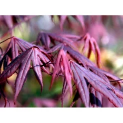 Japansk Ahorn 'Bloodgood' Acer Palmatum 'Bloodgood' Potte 10 Liter,- 60-80 Cm. -Osmome Butik mi3001 acer palmatum bloodgood 3a3b