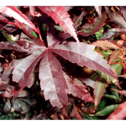 Japansk Ahorn 'Bloodgood' Acer Palmatum 'Bloodgood' Potte 10 Liter,- 60-80 Cm. -Osmome Butik mi3001 acer palmatum bloodgood df9b