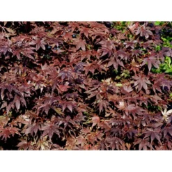 Japansk Ahorn 'Bloodgood' Acer Palmatum 'Bloodgood' Potte 10 Liter,- 60-80 Cm. -Osmome Butik mi3001 acer palmatum bloodgood e4ce