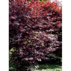 Japansk Ahorn 'Bloodgood' Acer Palmatum 'Bloodgood' Potte 10 Liter,- 60-80 Cm. -Osmome Butik mi3001 acer palmatum bloodgood f8c0