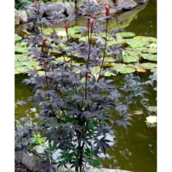 Japansk Ahorn 'Bloodgood' Acer Palmatum 'Bloodgood' Potte 10 Liter,- 60-80 Cm. -Osmome Butik mi3001 acer palmatum bloodgood ff99