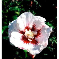 Syrisk Rose 'Helene' Hibiscus Syriacus 'Helene' Potte 4,0 Liter,- 50-60 Cm. -Osmome Butik mi3015 hibiscus syriacus helene 502d