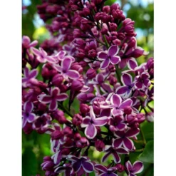 'Sensation' Syringa Vul. 'Sensation' (storblomstrende) Med Klump,- 125-150 Cm. -Osmome Butik mi3025 syringa vulgaris sensation 1630