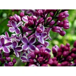 'Sensation' Syringa Vul. 'Sensation' (storblomstrende) Med Klump,- 125-150 Cm. -Osmome Butik mi3025 syringa vulgaris sensation 5bbd
