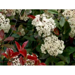 Glansmispel 'Red Robin' Photinia Fraseri 'Red Robin' Potte 2,0 Liter,- 30-40 Cm. -Osmome Butik mi3043 photinia fraseri red robin 8126