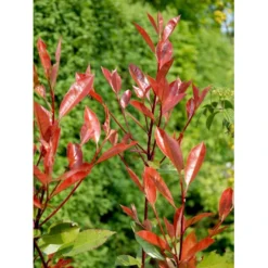 Glansmispel 'Red Robin' Photinia Fraseri 'Red Robin' Potte 2,0 Liter,- 30-40 Cm. -Osmome Butik mi3043 photinia fraseri red robin b884