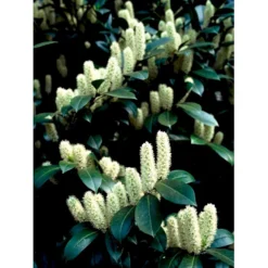 Kirsebærlaurbær 'Van Nes' Prunus Laurocerasus 'Van Nes' Med Klump,- 30-40 Cm. -Osmome Butik mi3120 prunus laurocerasus caucasica 0caa