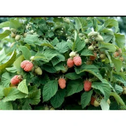 Sommer Hindbær 'Algonquin' Rubus Idaeus 'Algonquin' Barrods,- 8-10 Mm. Rodhals.