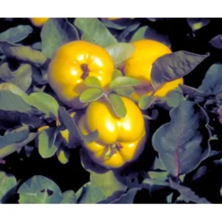 Pærekvæde Cydonia Oblonga 4-8 Grene. 120-160 Cm. Potte, (Kvæde A) -Osmome Butik mi3480 cydonia oblonga 2353 1