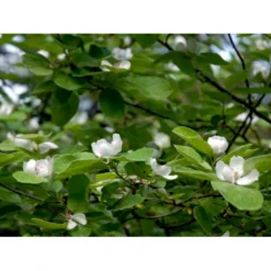 Æblekvæde 'Konstantinopel' Cydonia Oblonga 'Konstantinopel' Potte 7,5 Liter 125-150 Cm. -Osmome Butik mi3480 cydonia oblonga 2eac