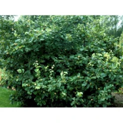 Pærekvæde Cydonia Oblonga 4-8 Grene. 120-160 Cm. Potte, (Kvæde A) -Osmome Butik mi3480 cydonia oblonga 44ca 1