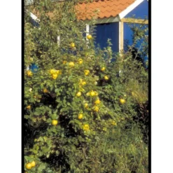 Pærekvæde Cydonia Oblonga 4-8 Grene. 120-160 Cm. Potte, (Kvæde A) -Osmome Butik mi3480 cydonia oblonga 5971 1