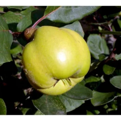 Pærekvæde 'Vranja' Cydonia Oblonga 'Vranja' 4-8 Grene. 120-160 Cm. Potte, (Kvæde A) -Osmome Butik mi3486 cydonia oblonga wranja 1610