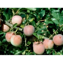 Blomme 'Althans Reine Claude' Prunus Domestica 'Althans Reine Claude' 4-8 Grene, 130-170 Cm. 10 Liter Potte. (S.J.A.) -Osmome Butik mi355 prunus domestica althans reine claude 1b5b