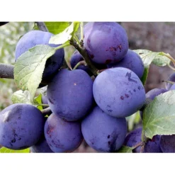 Blomme 'Czar' Prunus Domestica 'Czar' 4-8 Grene, Potte 10 Liter, 140-180 Cm. (P.CER)