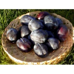 Blomme 'Italiensk Sveske' Prunus Domestica 'Italiensk Sveske' 4-8 Grene, 130-170 Cm. 10 Liter Potte. (S.J.A.)