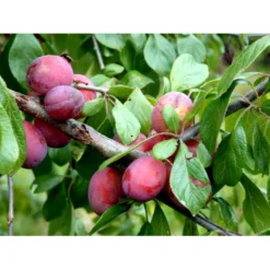 Blomme 'Opal' Prunus Domestica 'Opal' Dværgtræ, 3-5 Grene, 6,7 Liter Potte, 80-100 Cm. -Osmome Butik mi359 prunus domestica opal 72aa