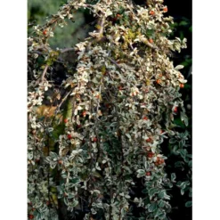 Dværgmispel 'Juliette' Cotoneaster Suecicus 'Juliette' Opstammet 40 Cm. Med Potte -Osmome Butik mi3701 cotoneaster suecicus juliette 80dc