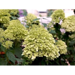 Syrén-Hortensia 'Limelight' Hydrangea Paniculata 'Limelight' Opstammet 90 Cm. 7,5 Liter Potte -Osmome Butik mi3703 hydrangea paniculata limelight 502b 1