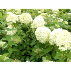Syrén-Hortensia 'Limelight' Hydrangea Paniculata 'Limelight' Opstammet 90 Cm. 7,5 Liter Potte -Osmome Butik mi3703 hydrangea paniculata limelight 9d6c 1