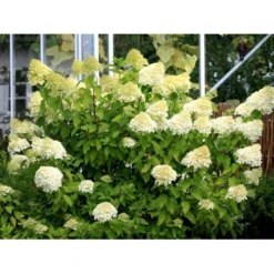 Syrén-Hortensia 'Limelight' Hydrangea Paniculata 'Limelight' Opstammet 90 Cm. 7,5 Liter Potte -Osmome Butik mi3703 hydrangea paniculata limelight c7e2 1
