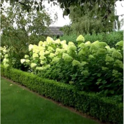 Syrén-Hortensia 'Limelight' Hydrangea Paniculata 'Limelight' Opstammet 90 Cm. 7,5 Liter Potte -Osmome Butik mi3703 hydrangea paniculata limelight d8b9