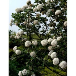 Duft-snebolle Viburnum Carlcephalum Med Klump,- 100-120 Cm. -Osmome Butik mi3729 viburnum carlcephalum a509