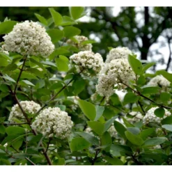 Duft-snebolle Viburnum Carlcephalum Med Klump,- 100-120 Cm. -Osmome Butik mi3729 viburnum carlcephalum db59
