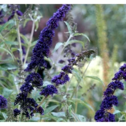 Sommerfuglebusk 'Black Knight' Buddleja Davidii 'Black Knight' Potte 6,5 Liter 50-60 Cm. -Osmome Butik mi379 buddleia davidii black knight 1078