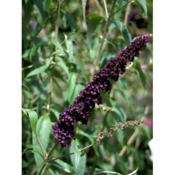 Sommerfuglebusk 'Black Knight' Buddleja Davidii 'Black Knight' Potte 6,5 Liter 50-60 Cm. -Osmome Butik mi379 buddleia davidii black knight 3fe2