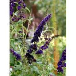 Sommerfuglebusk 'Black Knight' Buddleja Davidii 'Black Knight' Potte 6,5 Liter 50-60 Cm. -Osmome Butik mi379 buddleia davidii black knight 52ee