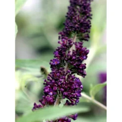 Sommerfuglebusk 'Black Knight' Buddleja Davidii 'Black Knight' Potte 6,5 Liter 50-60 Cm. -Osmome Butik mi379 buddleia davidii black knight 5775
