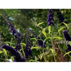 Sommerfuglebusk 'Black Knight' Buddleja Davidii 'Black Knight' Potte 6,5 Liter 50-60 Cm. -Osmome Butik mi379 buddleia davidii black knight ee09