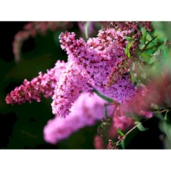 Sommerfuglebusk 'Pink Delight' Buddleja Davidii 'Pink Delight' Potte 6,5 Liter 50-60 Cm. -Osmome Butik mi383 buddleia davidii pink delight 0432