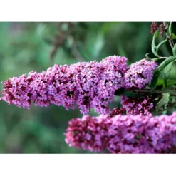 Sommerfuglebusk 'Pink Delight' Buddleja Davidii 'Pink Delight' Potte 6,5 Liter 50-60 Cm. -Osmome Butik mi383 buddleia davidii pink delight 2b78