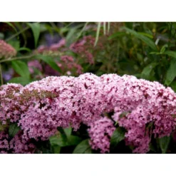 Sommerfuglebusk 'Pink Delight' Buddleja Davidii 'Pink Delight' Potte 6,5 Liter 50-60 Cm. -Osmome Butik mi383 buddleia davidii pink delight 3e61