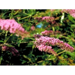 Sommerfuglebusk 'Pink Delight' Buddleja Davidii 'Pink Delight' Potte 6,5 Liter 50-60 Cm. -Osmome Butik mi383 buddleia davidii pink delight 9bd7