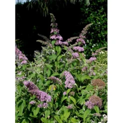 Sommerfuglebusk 'Pink Delight' Buddleja Davidii 'Pink Delight' Potte 6,5 Liter 50-60 Cm. -Osmome Butik mi383 buddleia davidii pink delight e41c